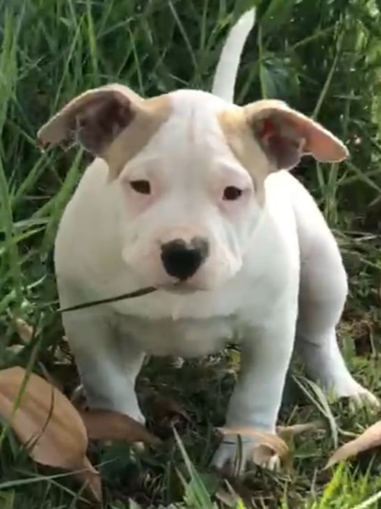 Foto do Cão