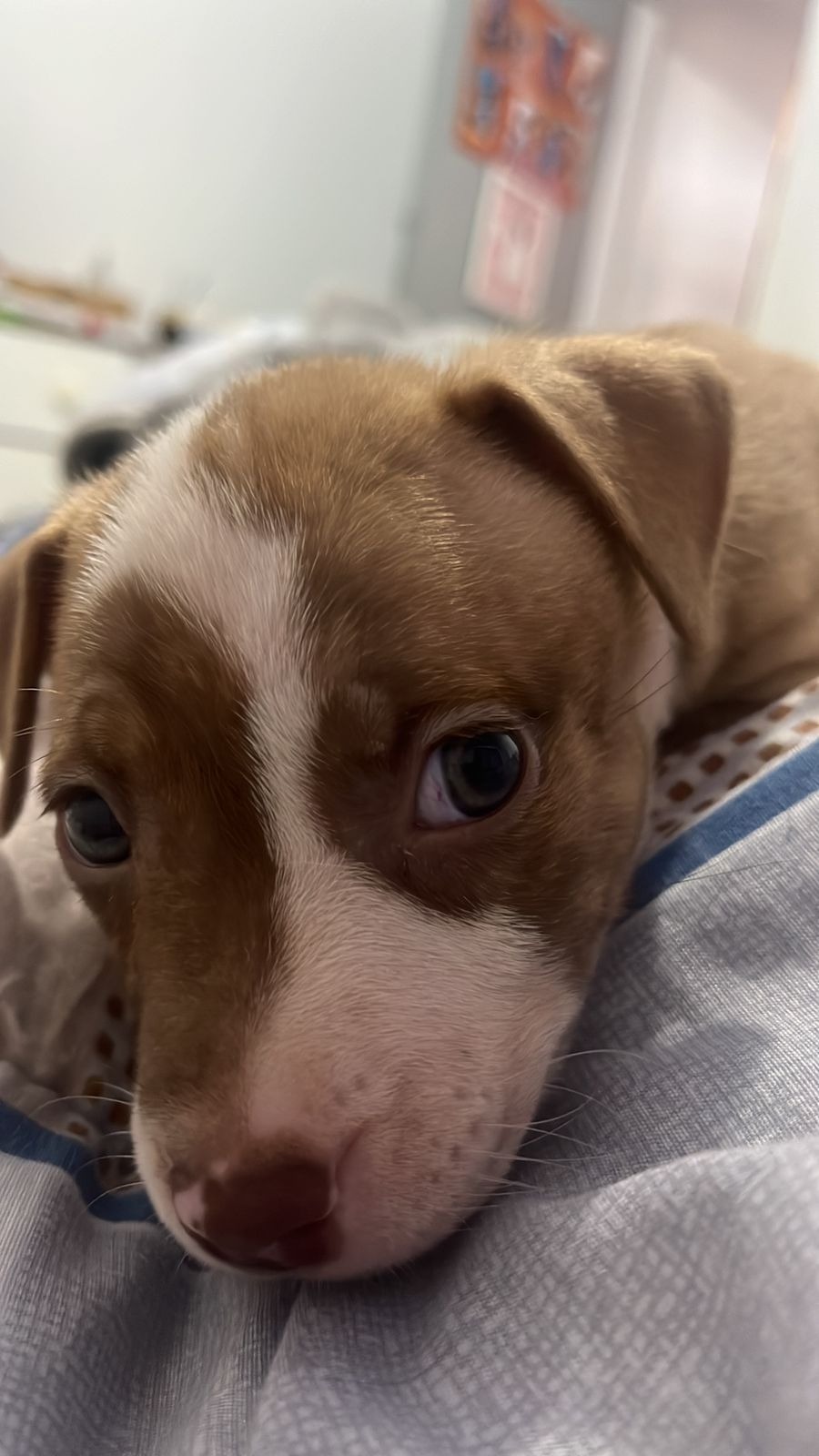 Foto do Cão