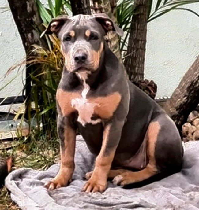 Foto do Cão