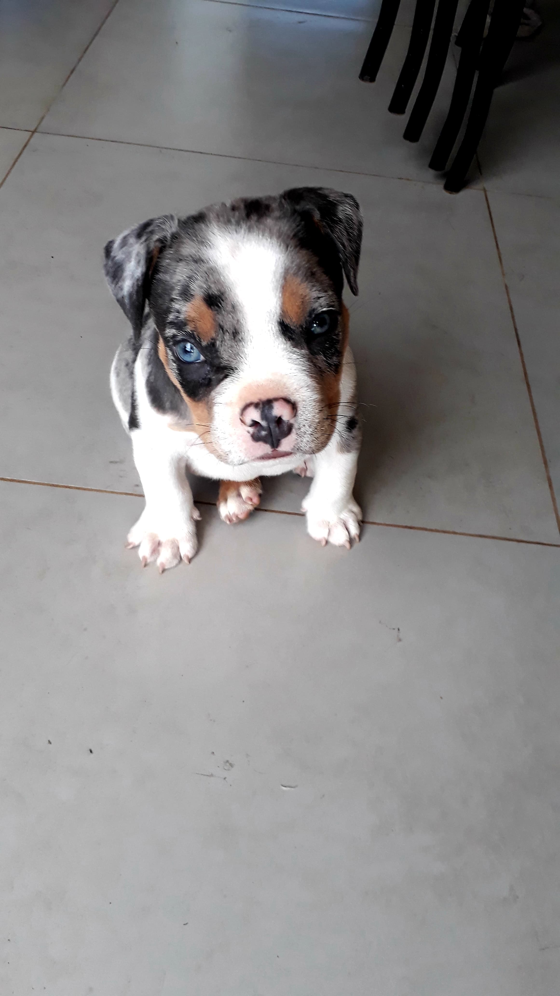 Foto do Cão