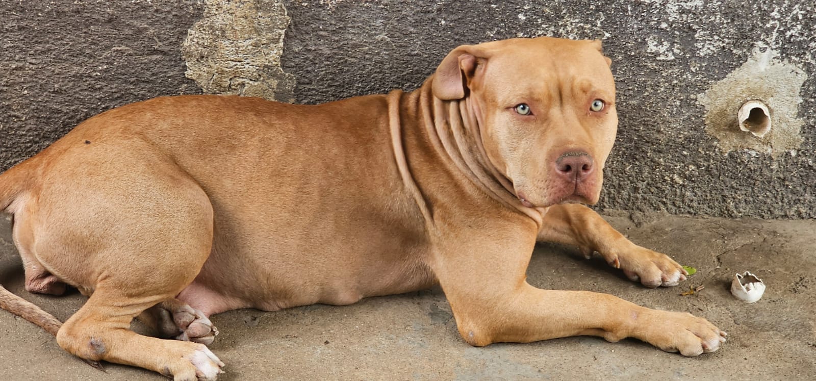 Foto do Cão