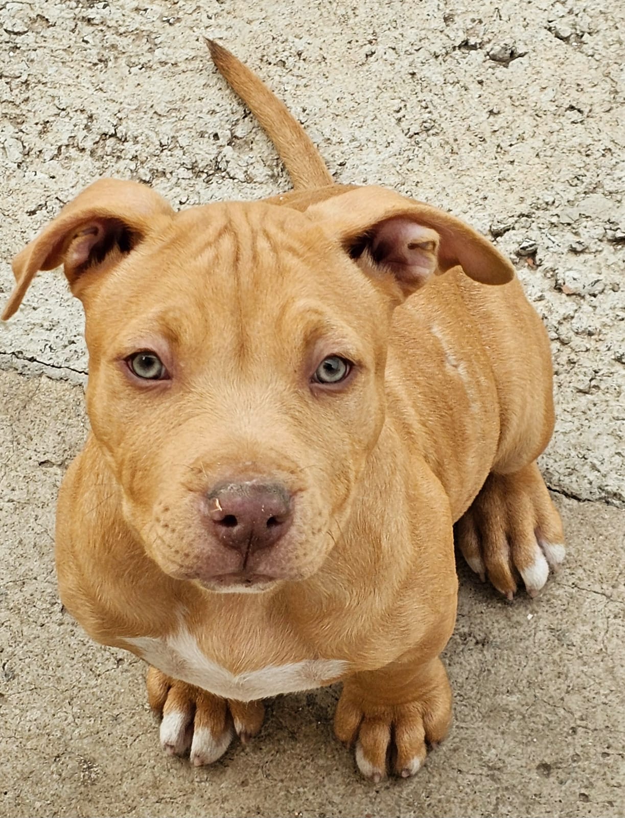 Foto do Cão