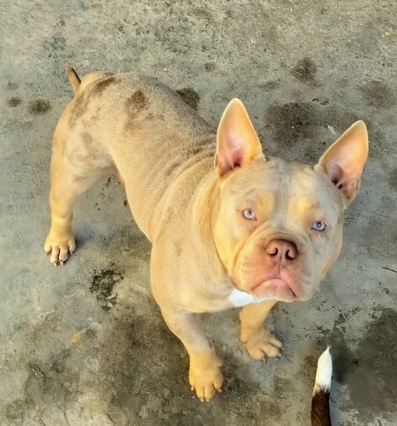 Foto do Cão