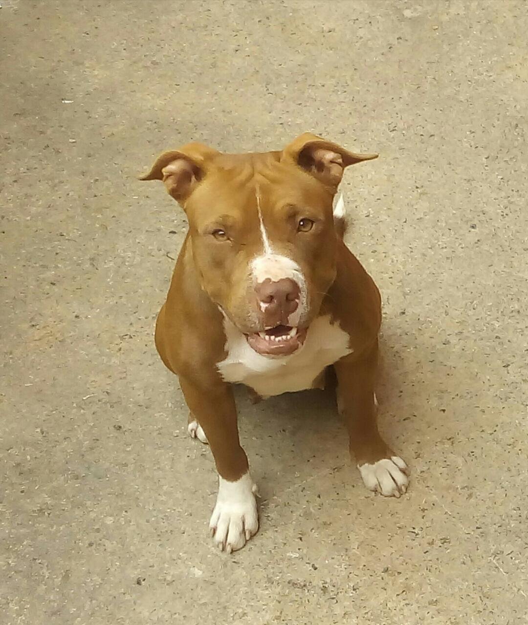 Foto do Cão