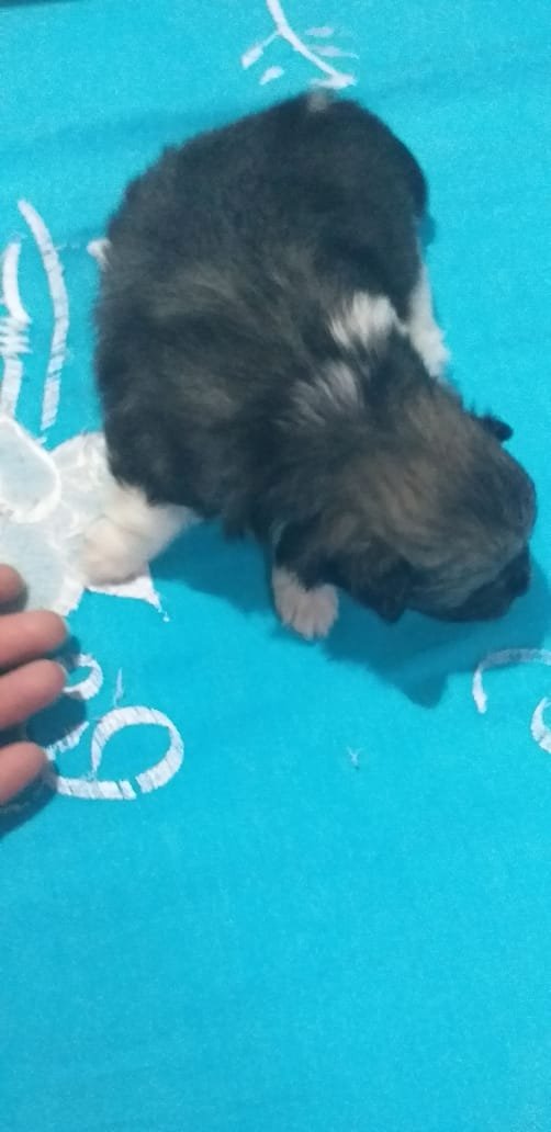Foto