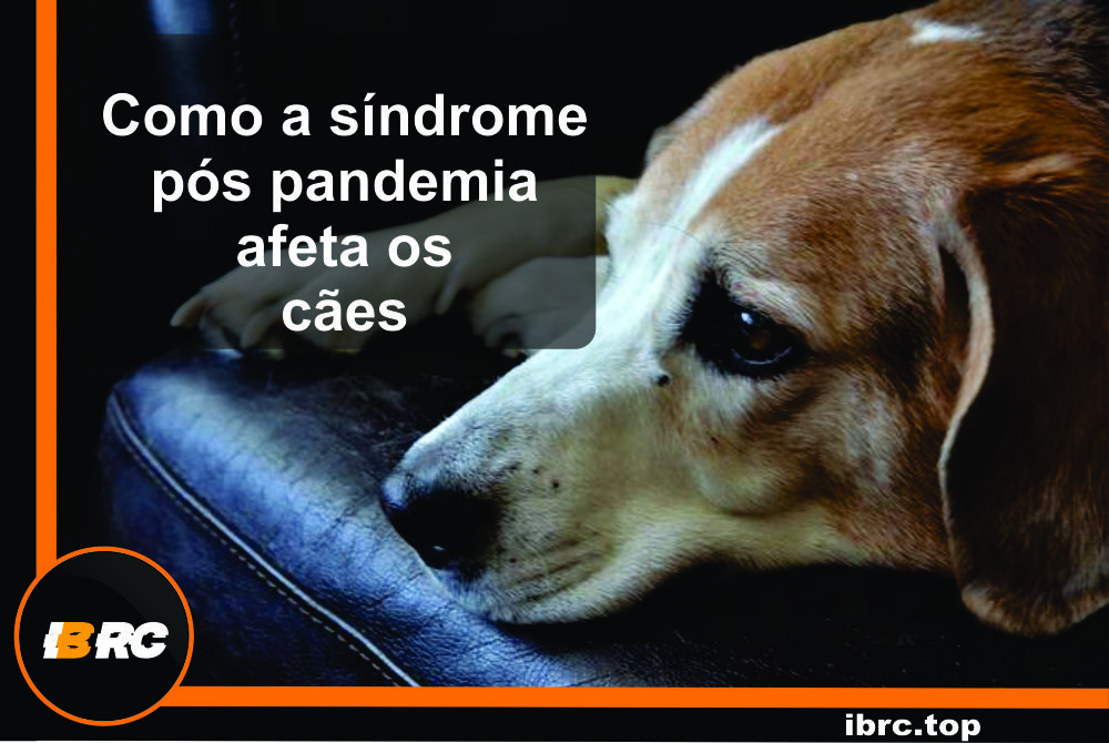 Como a síndrome pós pandemia afeta os cães