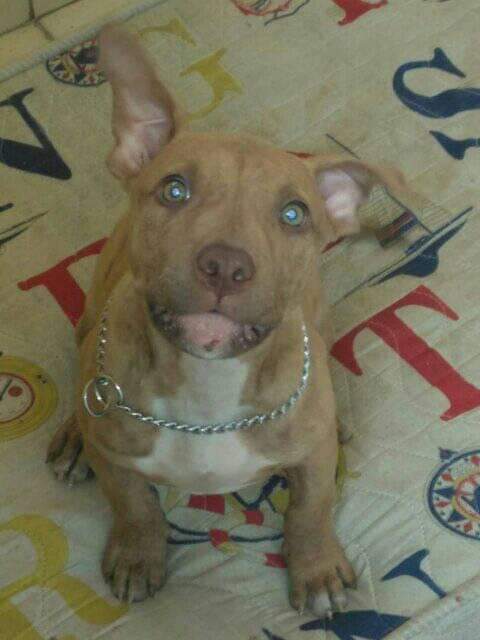 Foto do Cão