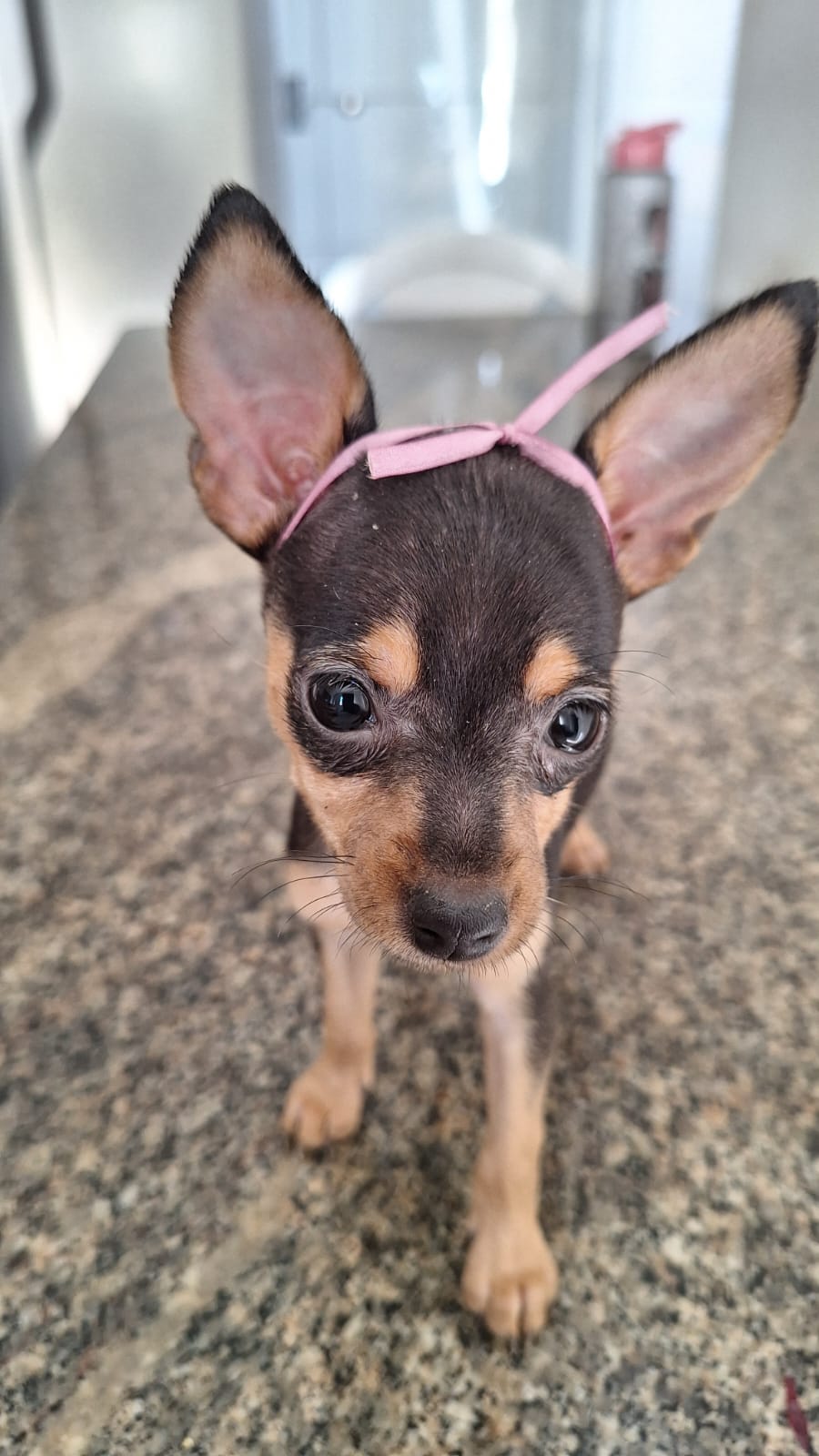 Foto do Cão