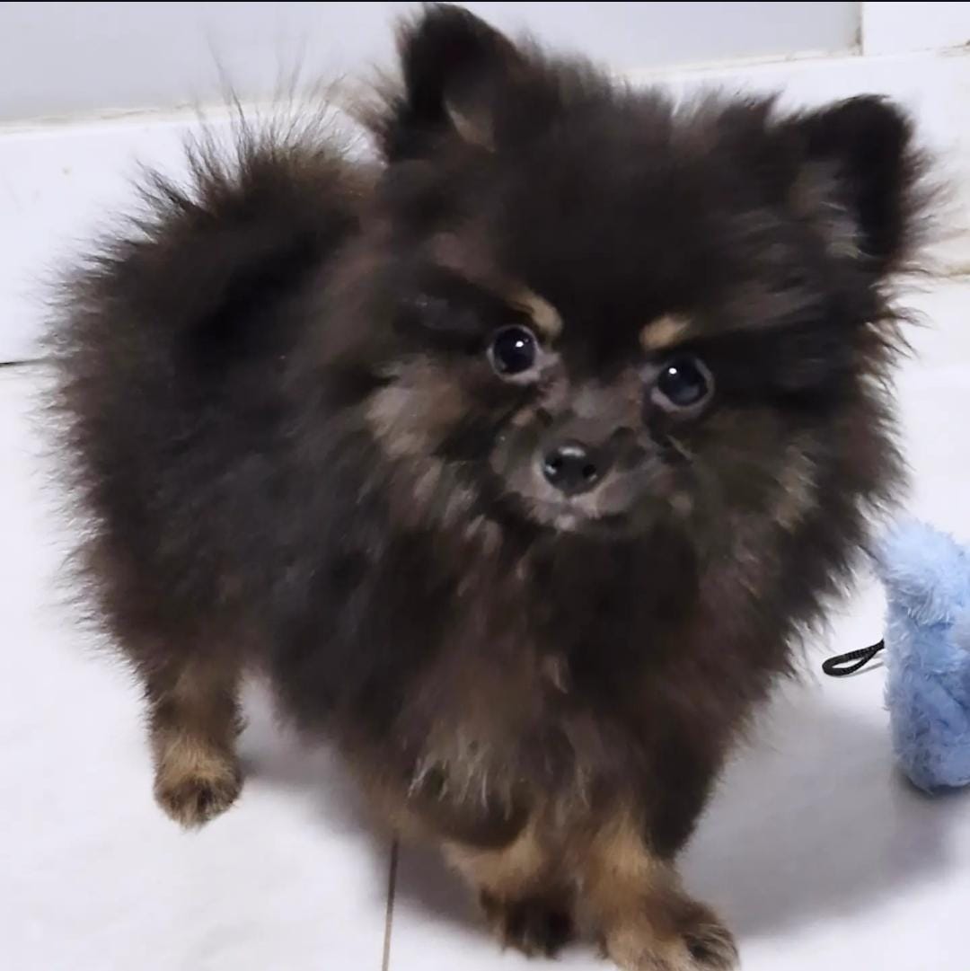 Foto do Cão