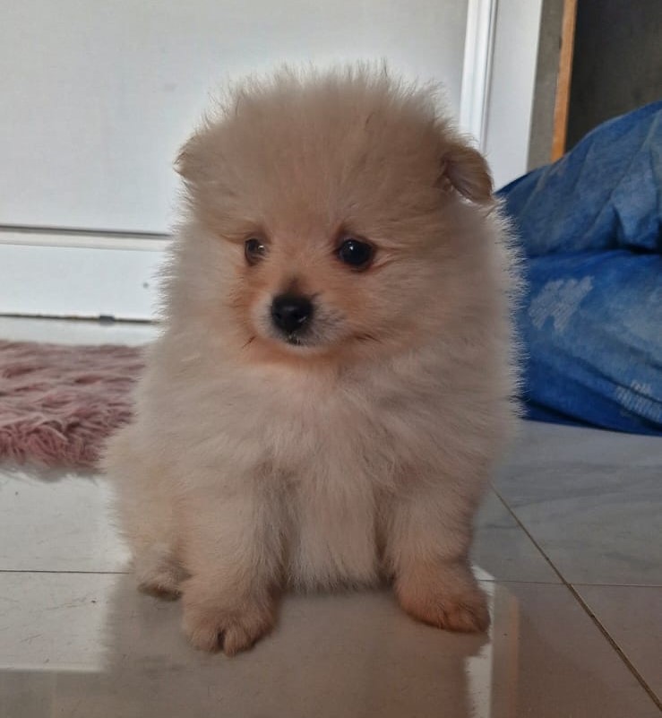 Foto do Cão