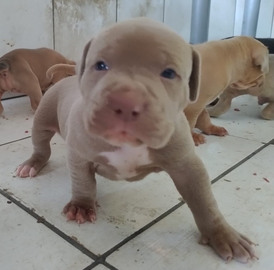 Foto do Cão