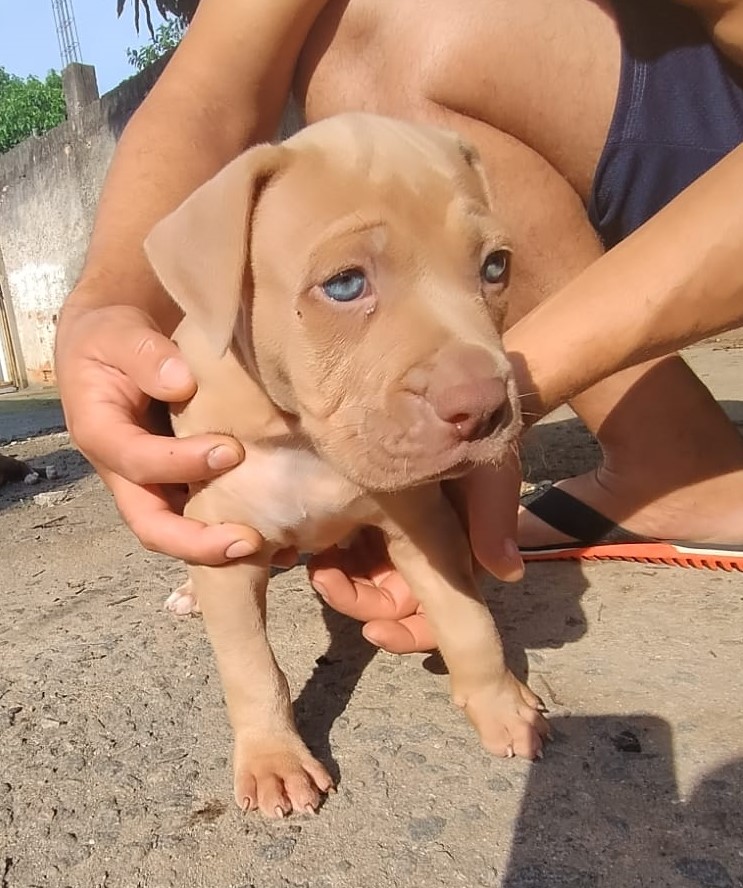 Foto do Cão
