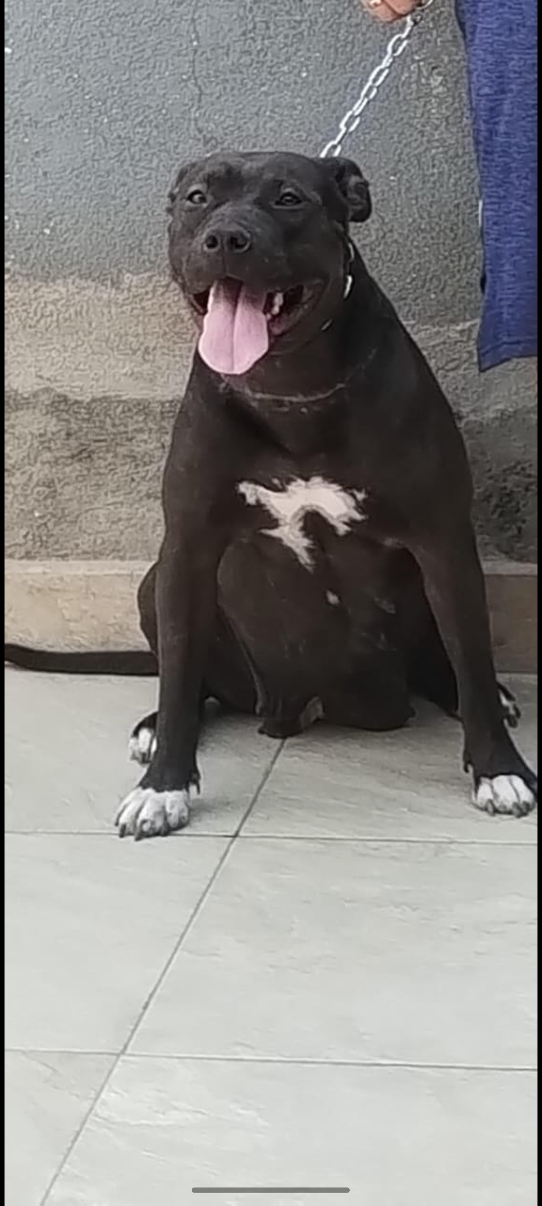 Foto do Cão