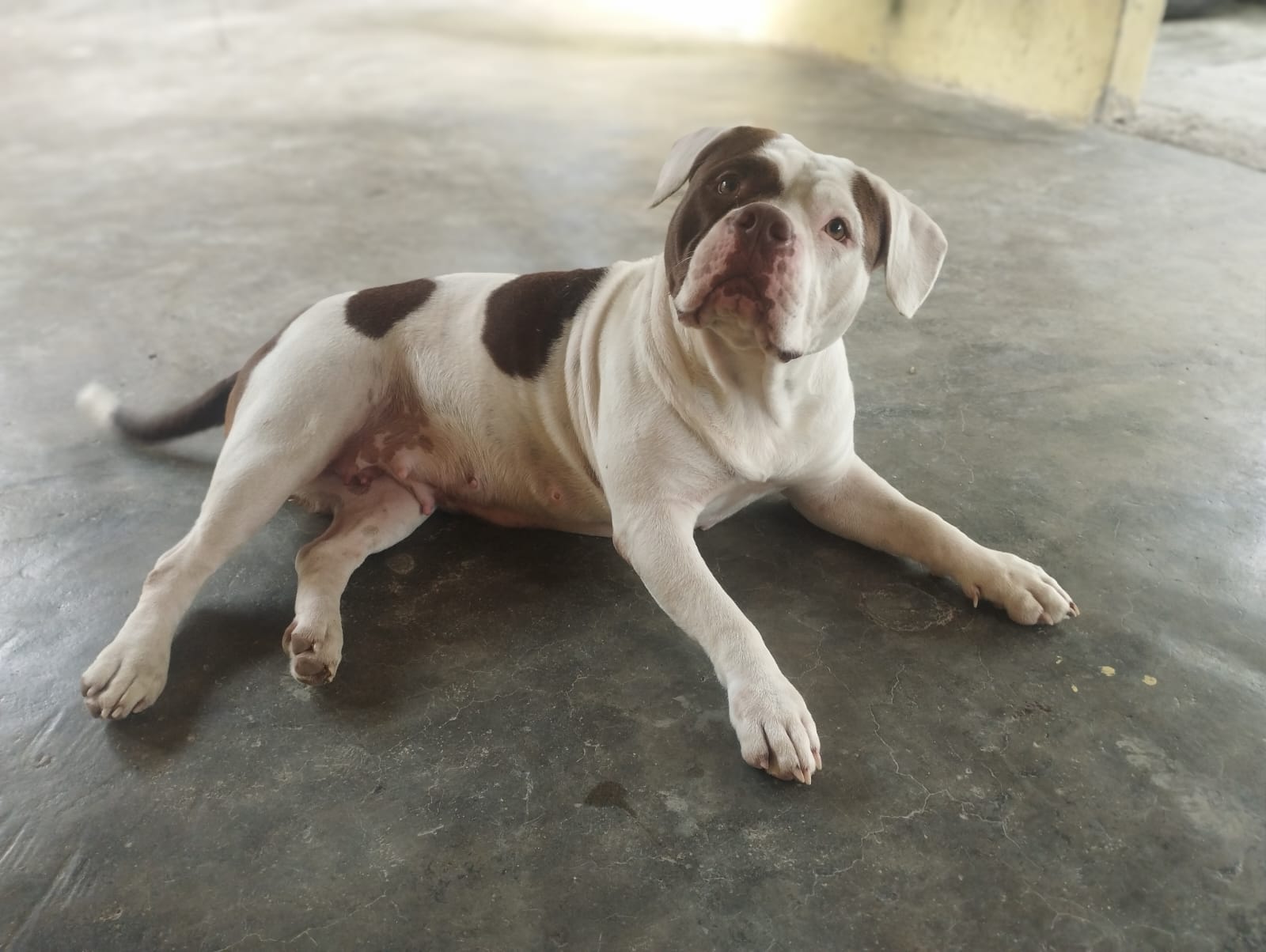 Foto do Cão