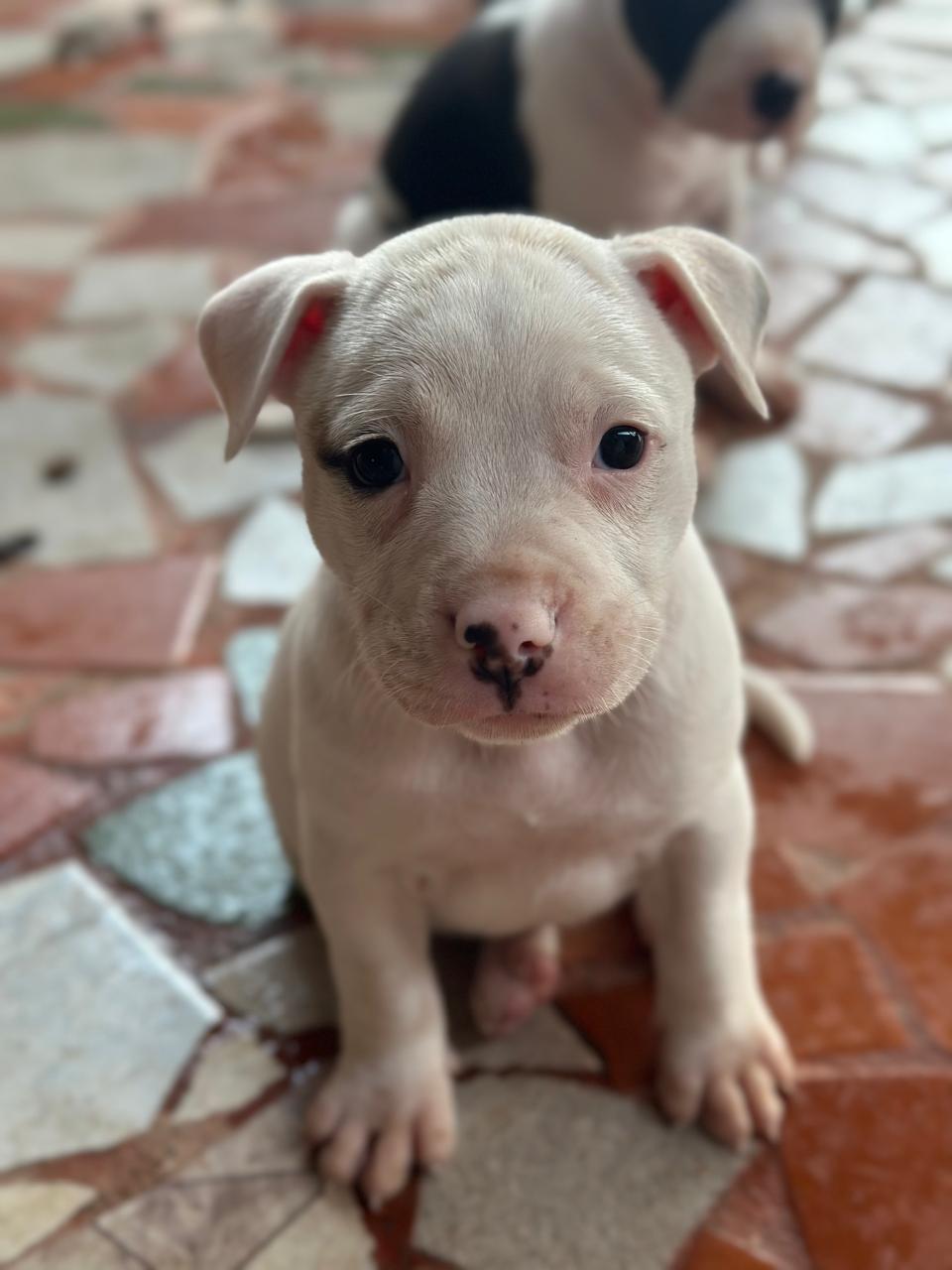 Foto do Cão
