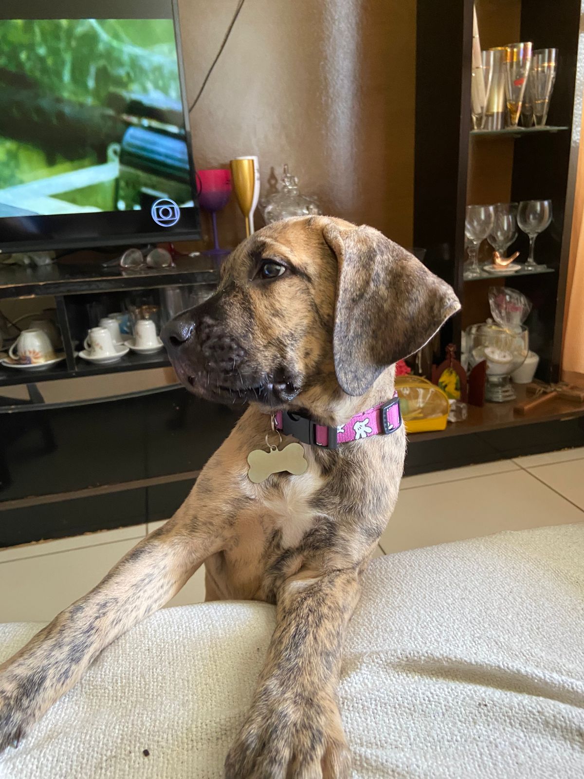 Foto do Cão