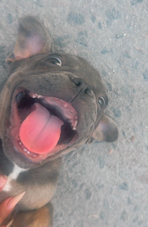 Foto do Cão