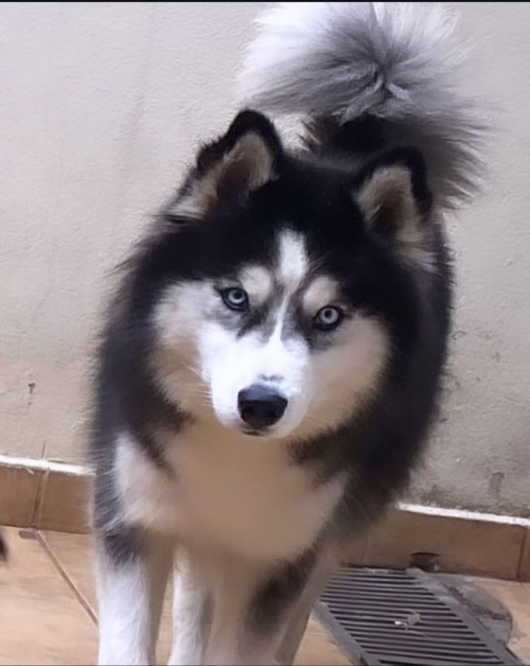 Foto do Cão