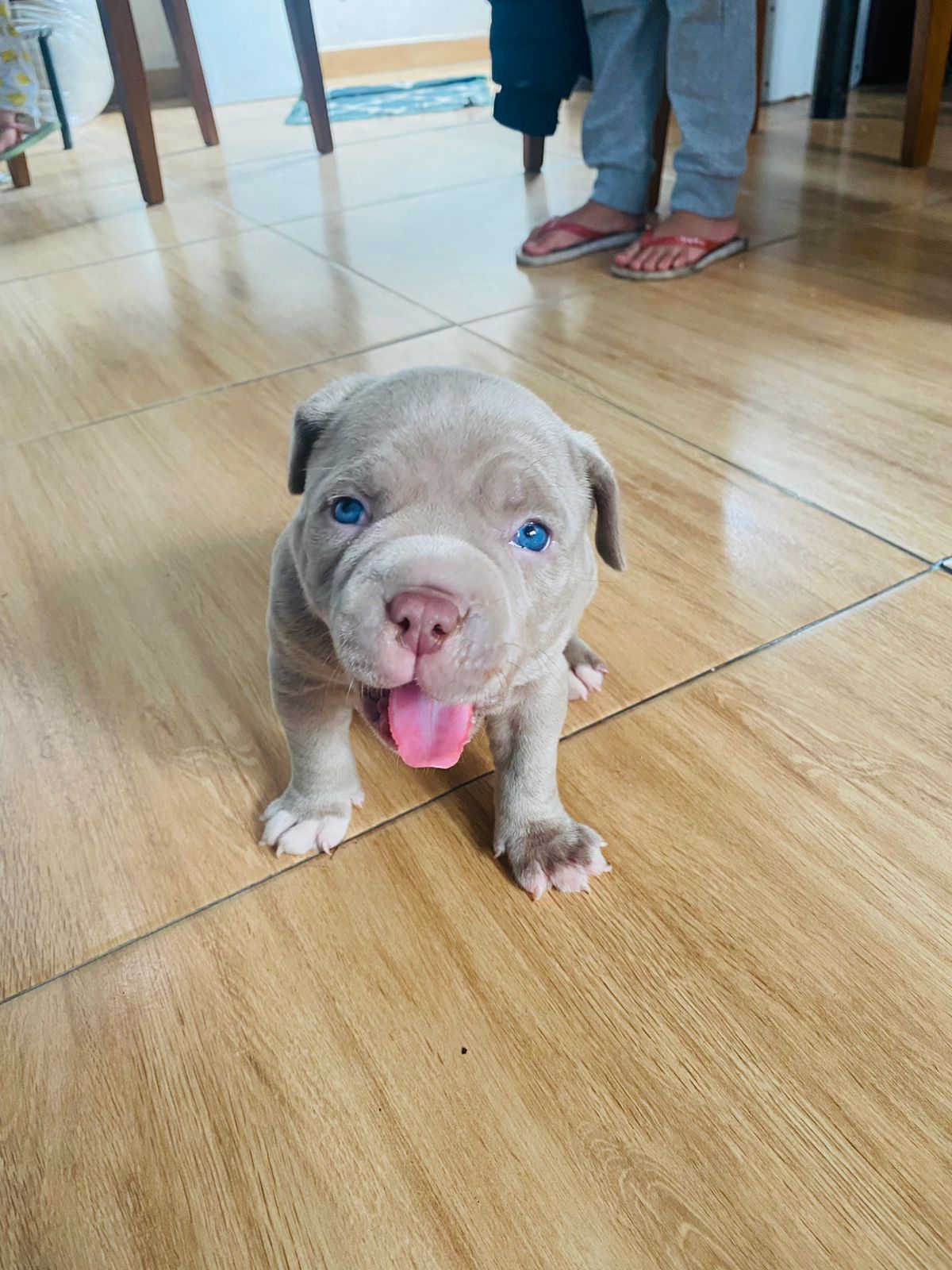 Foto do Cão