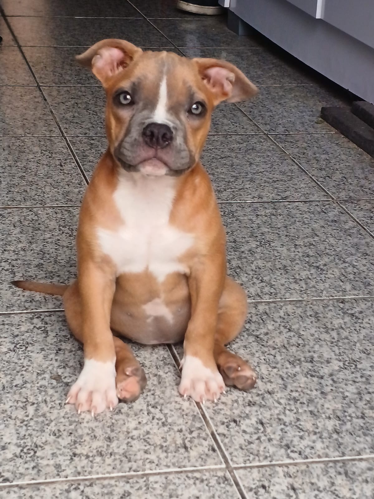 Foto do Cão