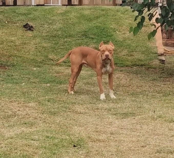 Foto do Cão