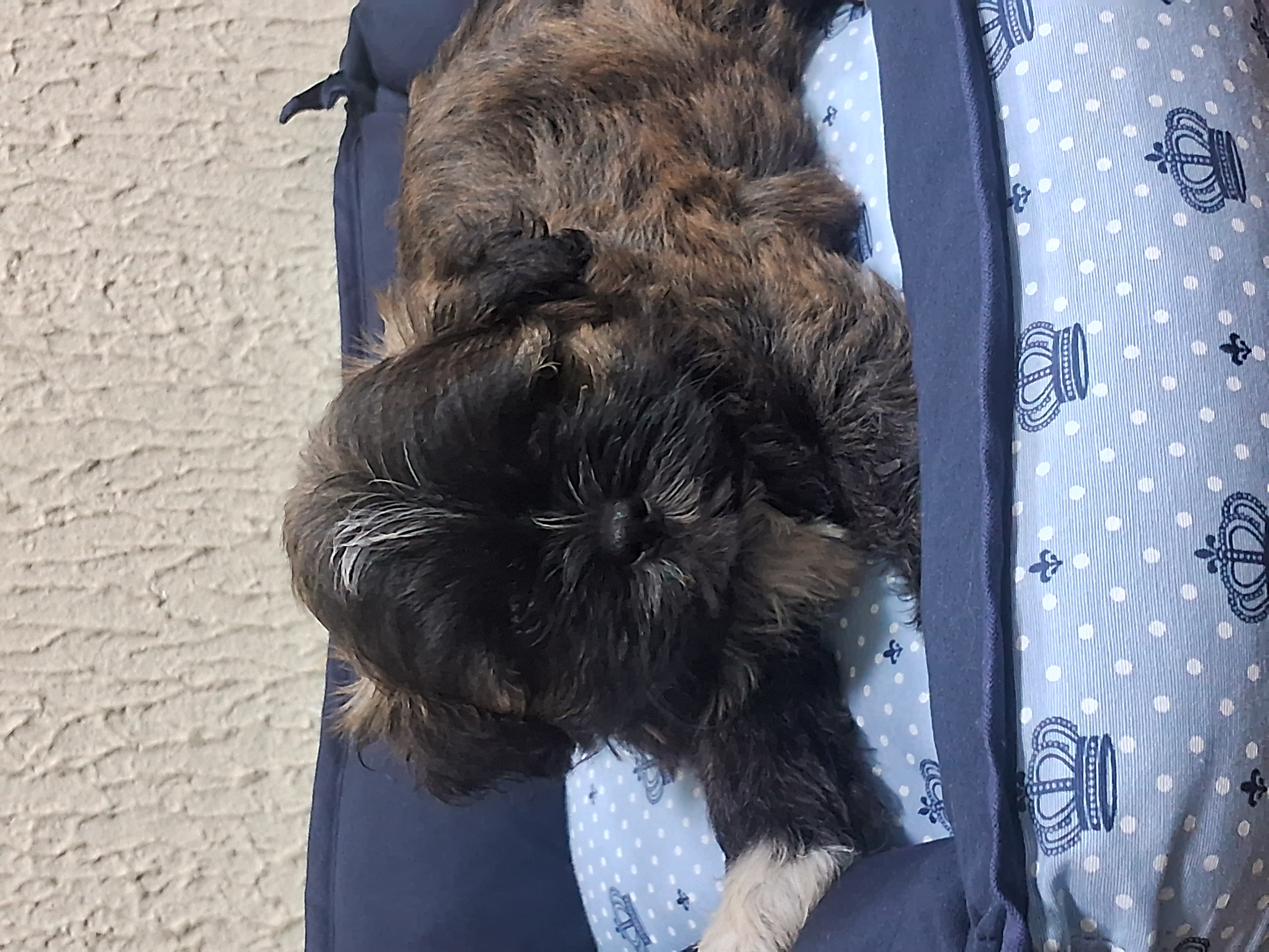 Foto do Cão