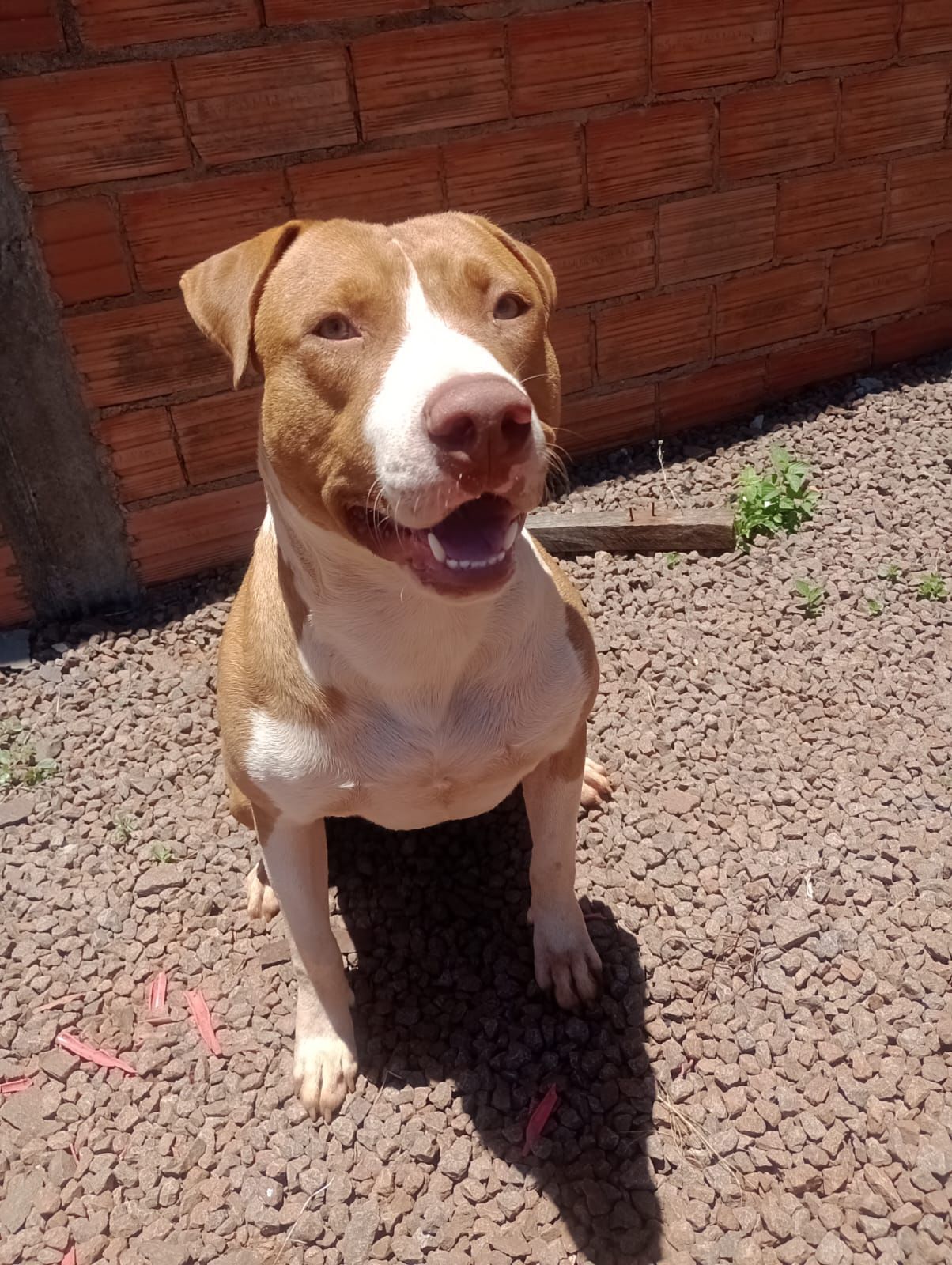 Foto do Cão