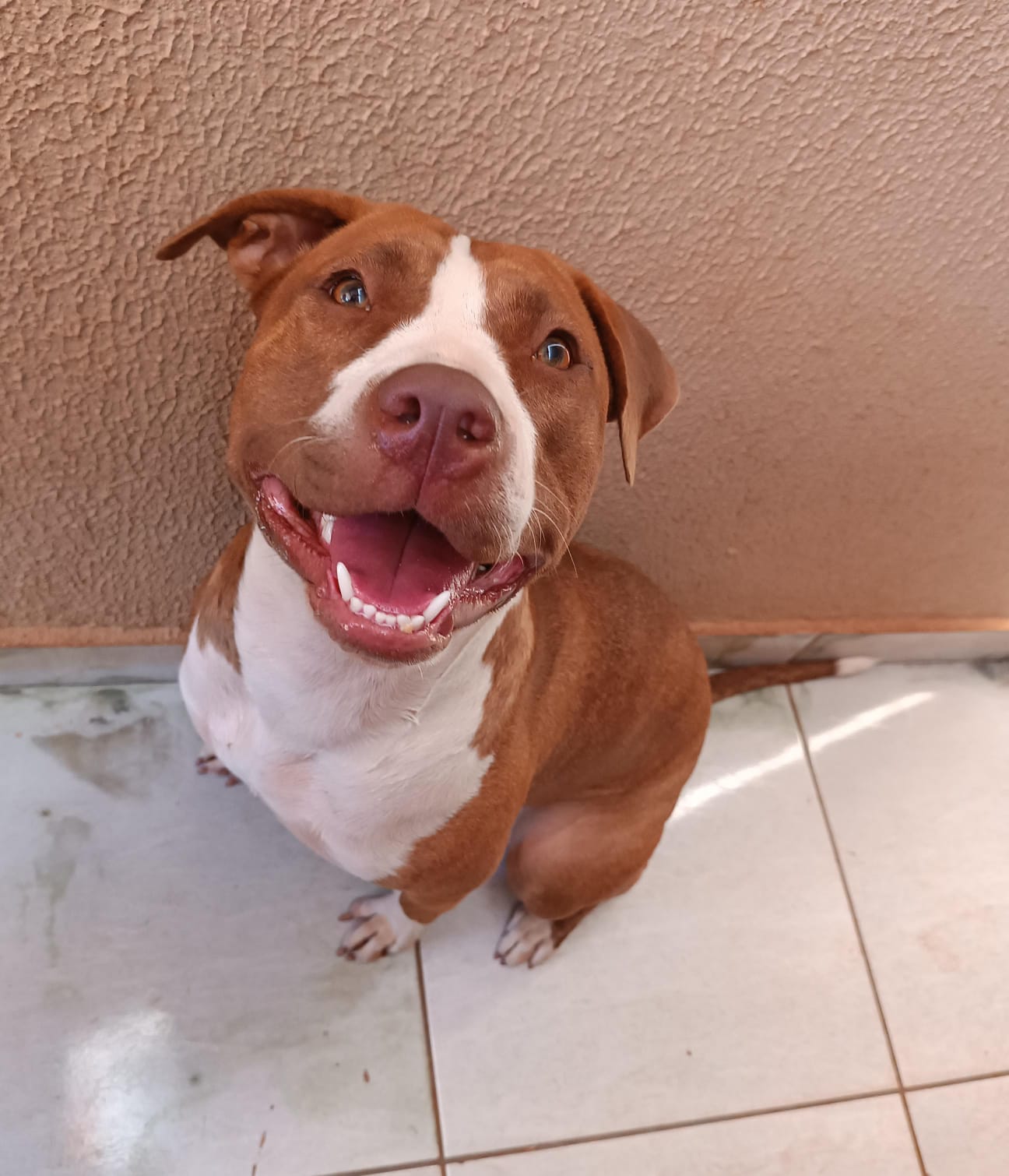 Foto do Cão