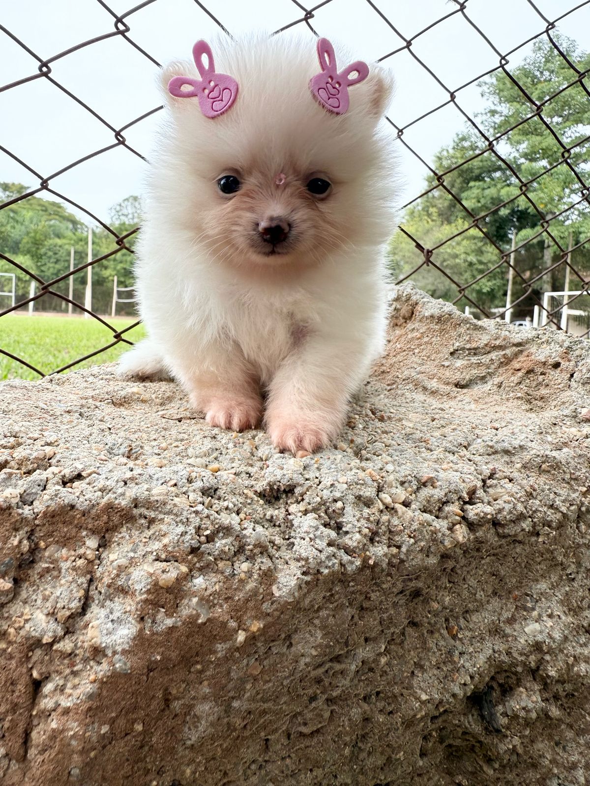 Foto do Cão