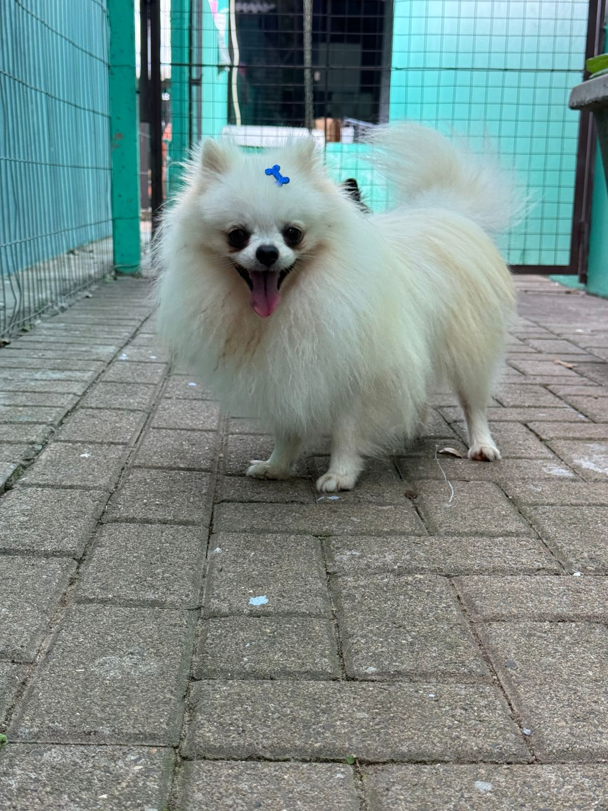 Foto do Cão