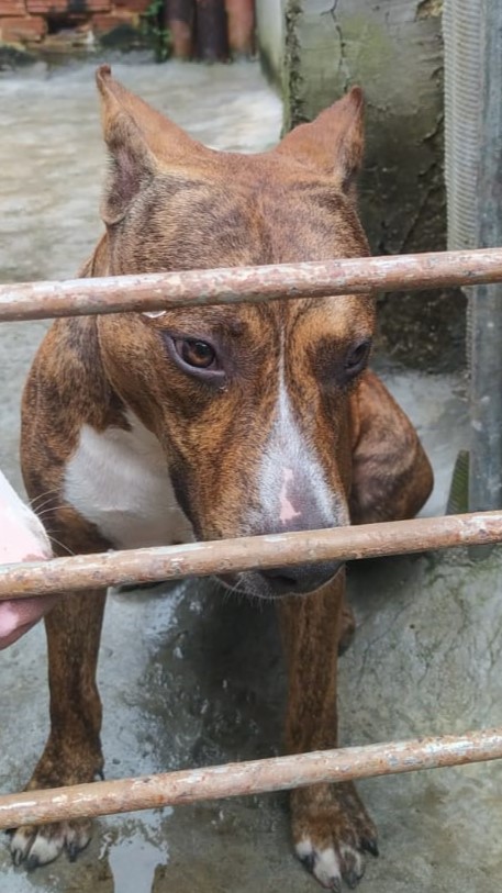 Foto do Cão