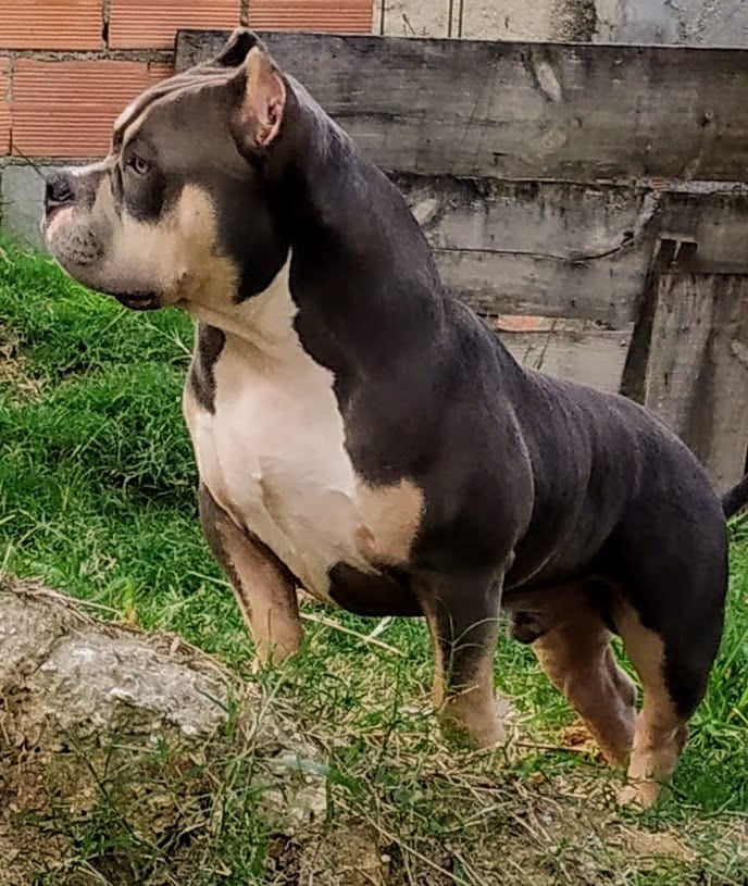 Foto do Padreador