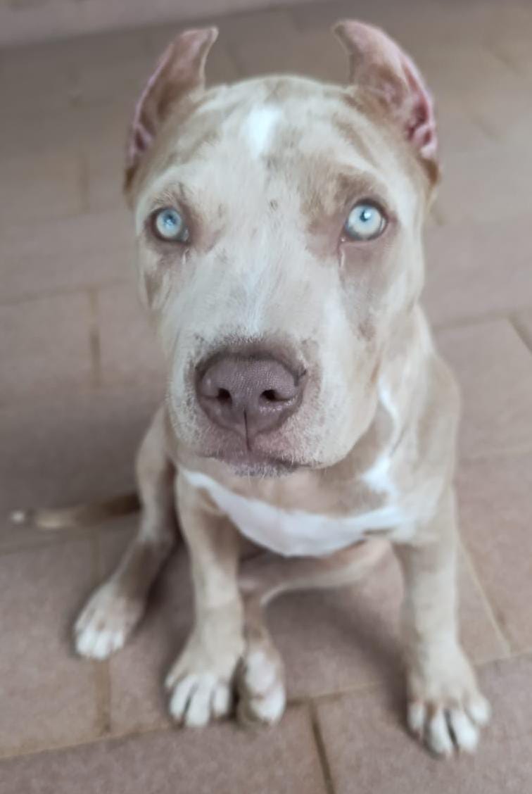 Foto do Cão