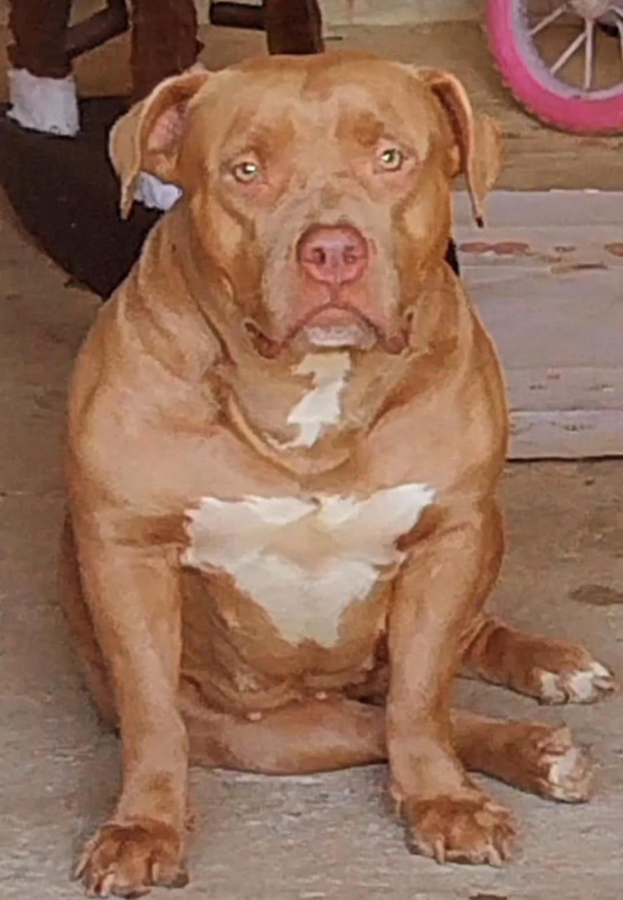 Foto do Cão