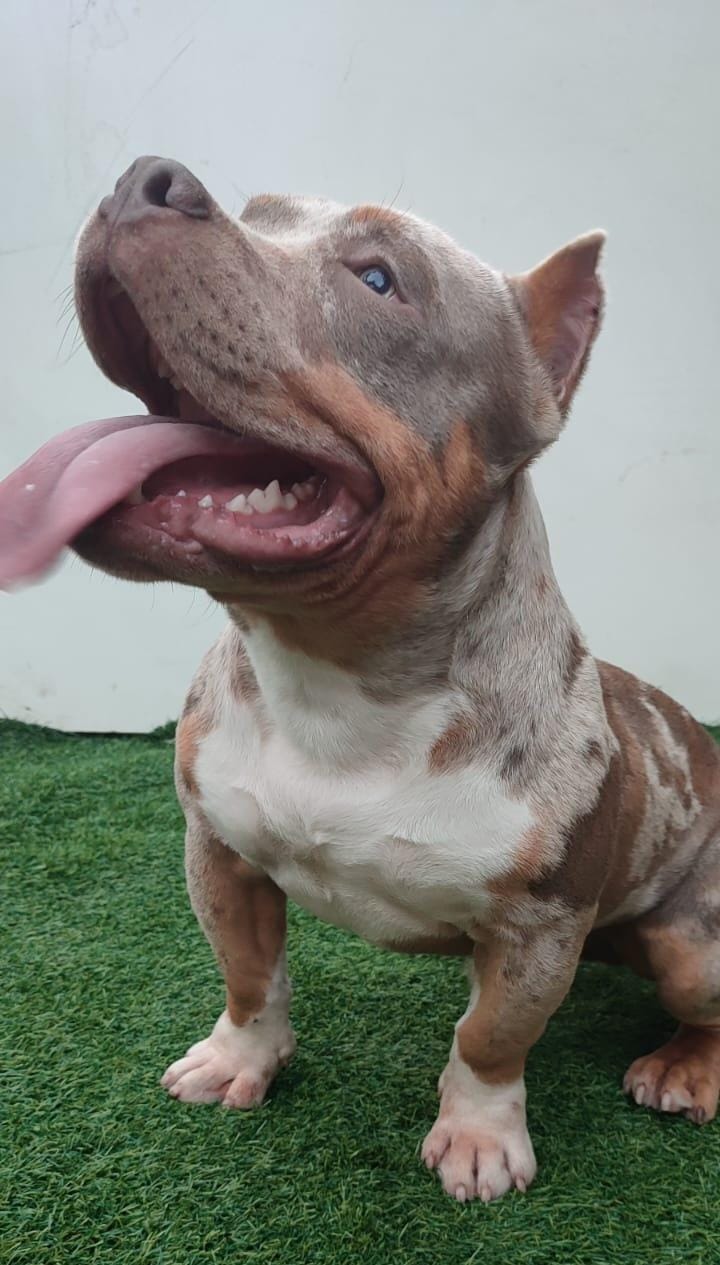 Foto do Cão