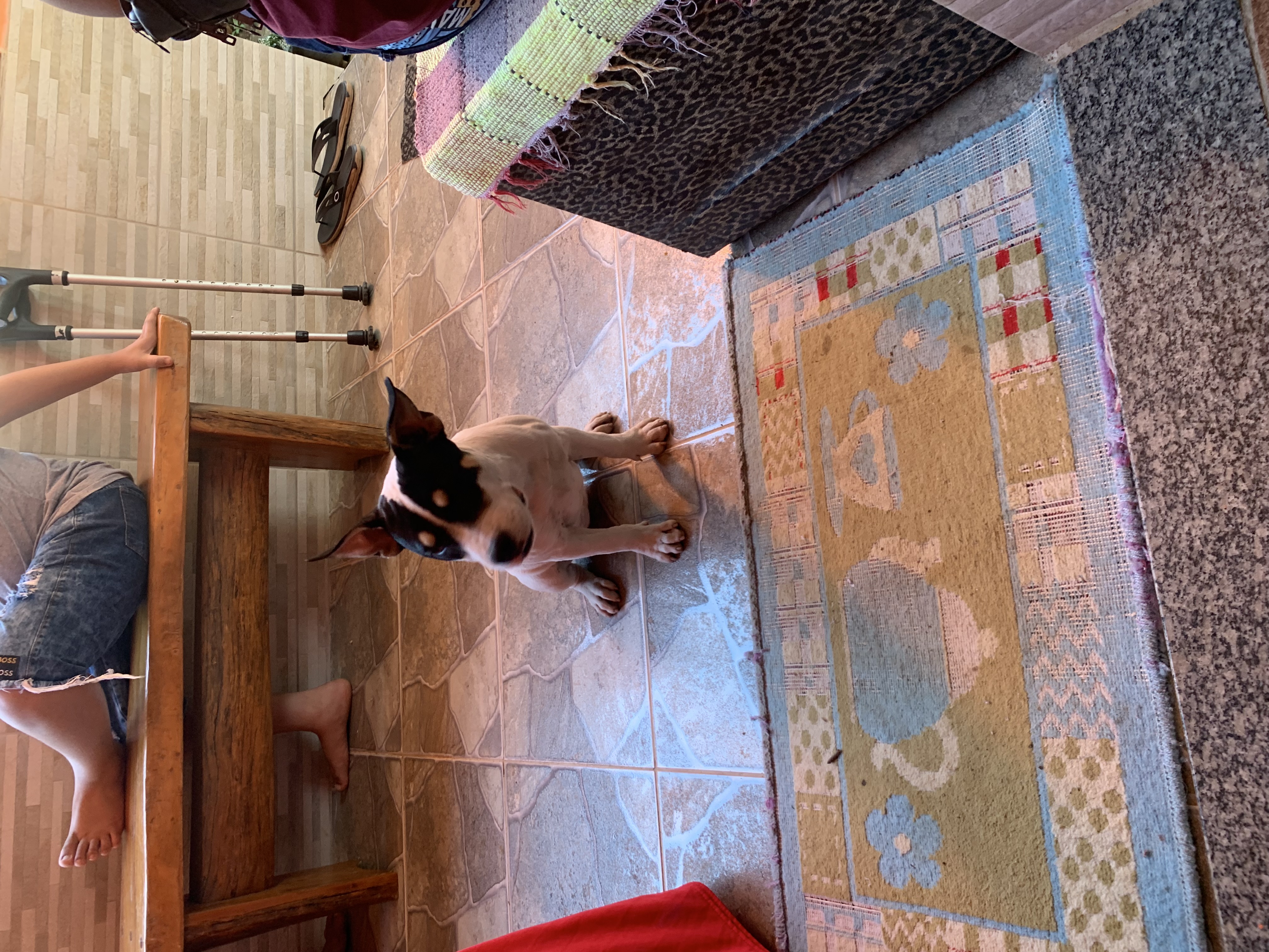 Foto do Cão