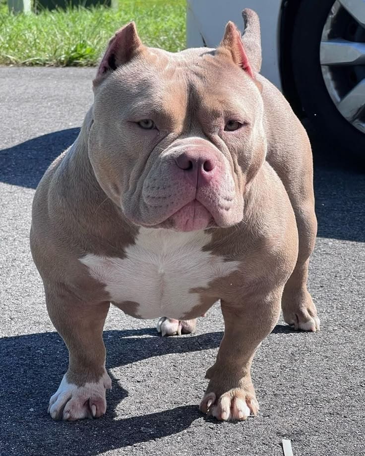 Foto do Cão