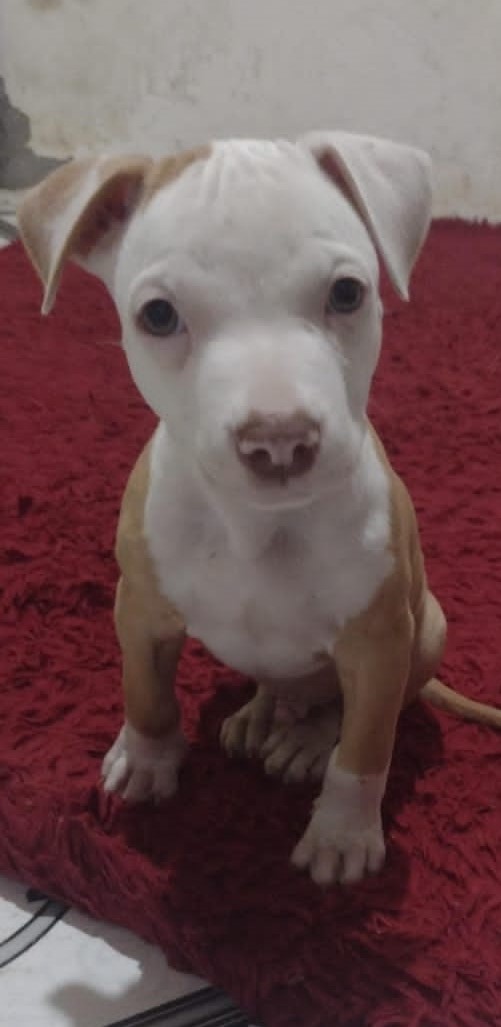 Foto do Cão