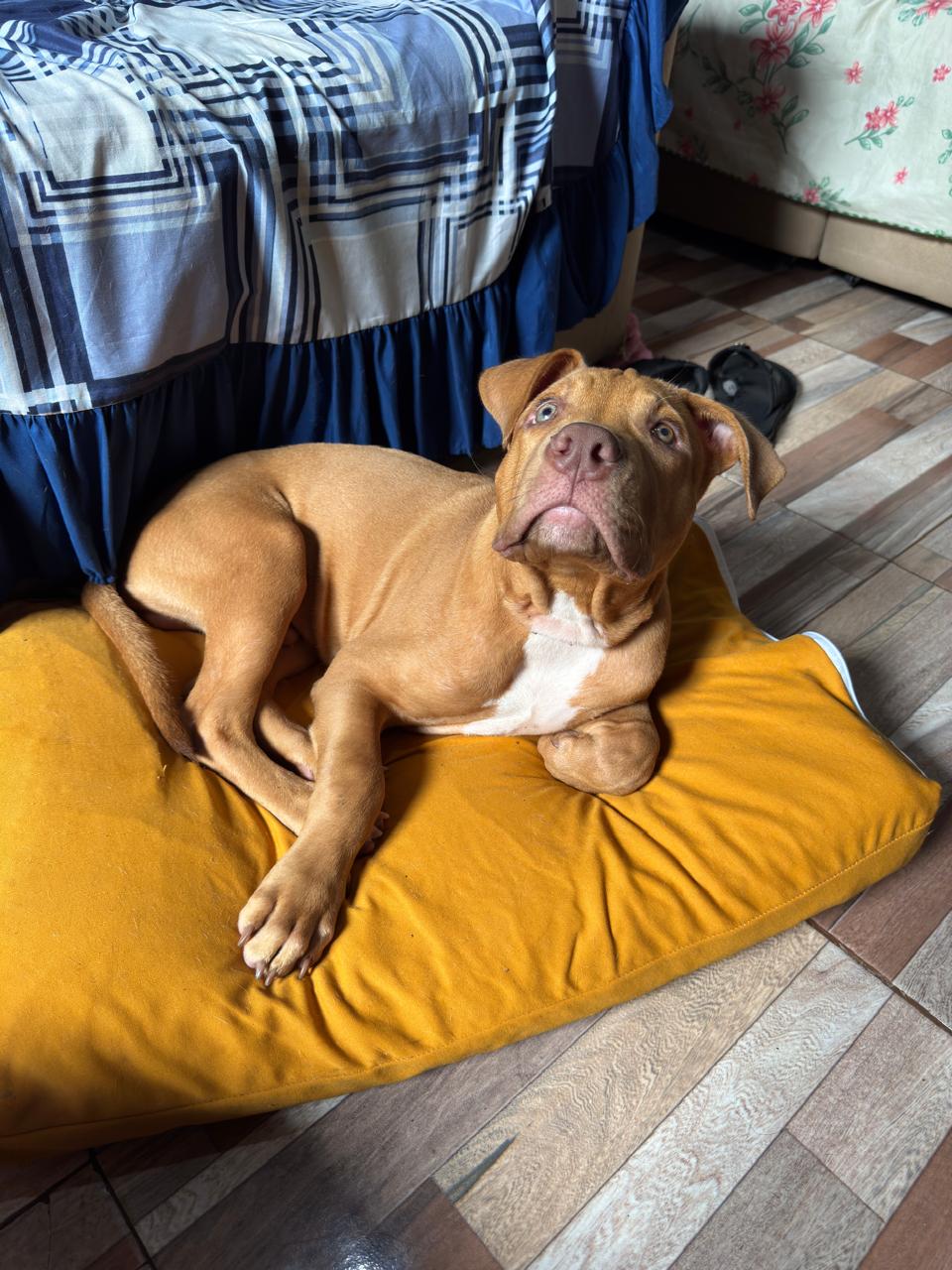 Foto do Cão