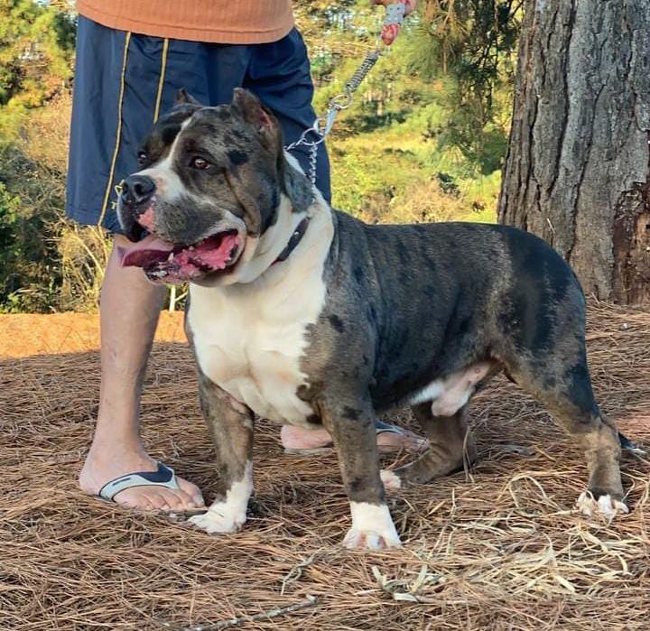 Foto do Avô paterno