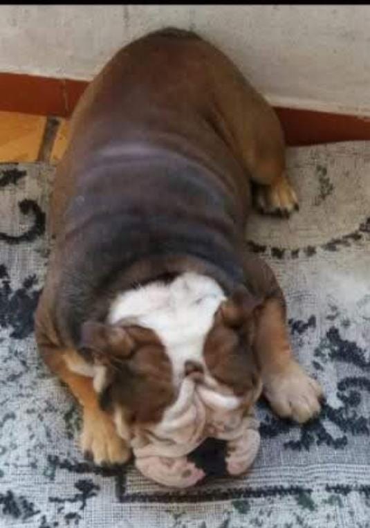 Foto do Cão