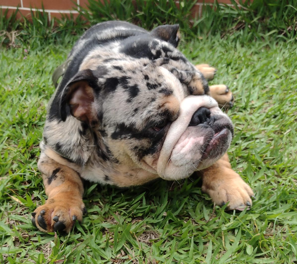 Foto do Cão