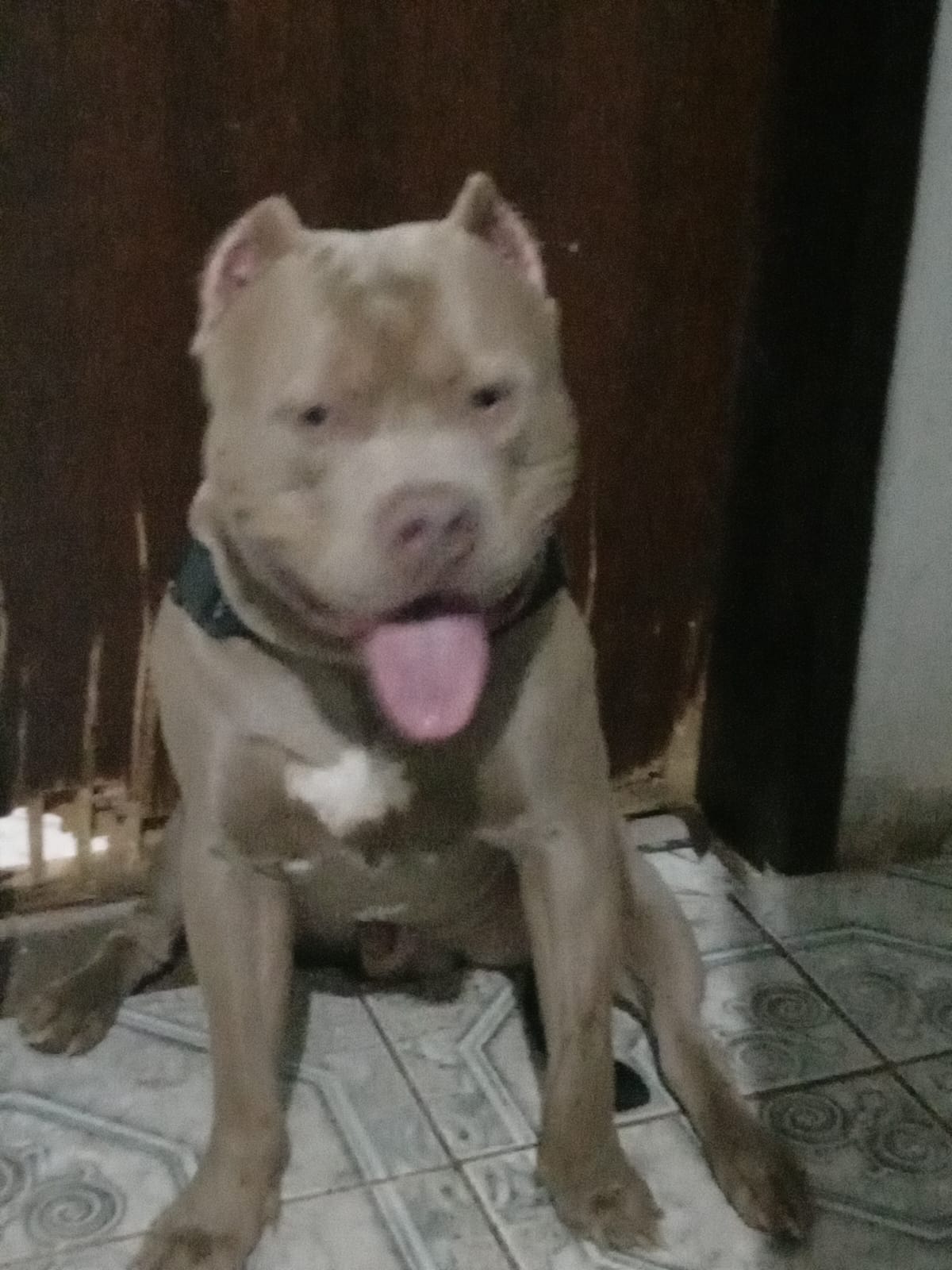 Foto do Cão