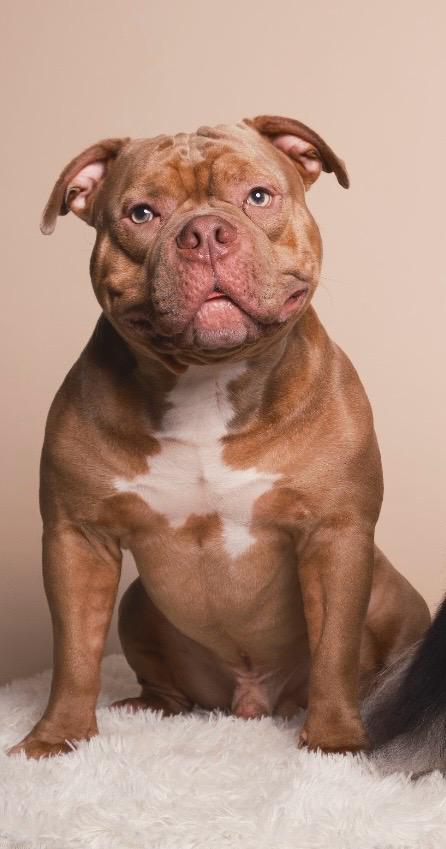 Foto do Cão