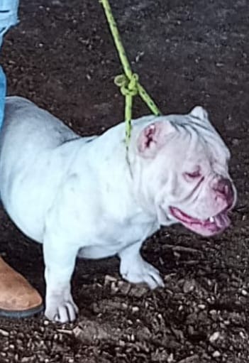 Foto do Avô materno