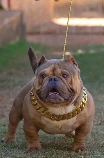 Foto do Avô paterno