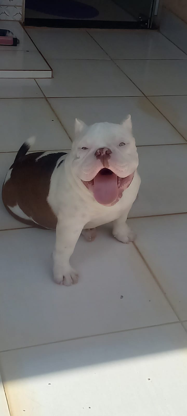 Foto do Cão