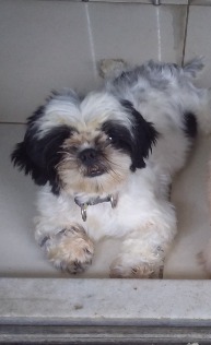 Foto do Cão