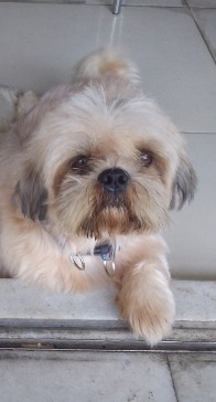 Foto do Cão