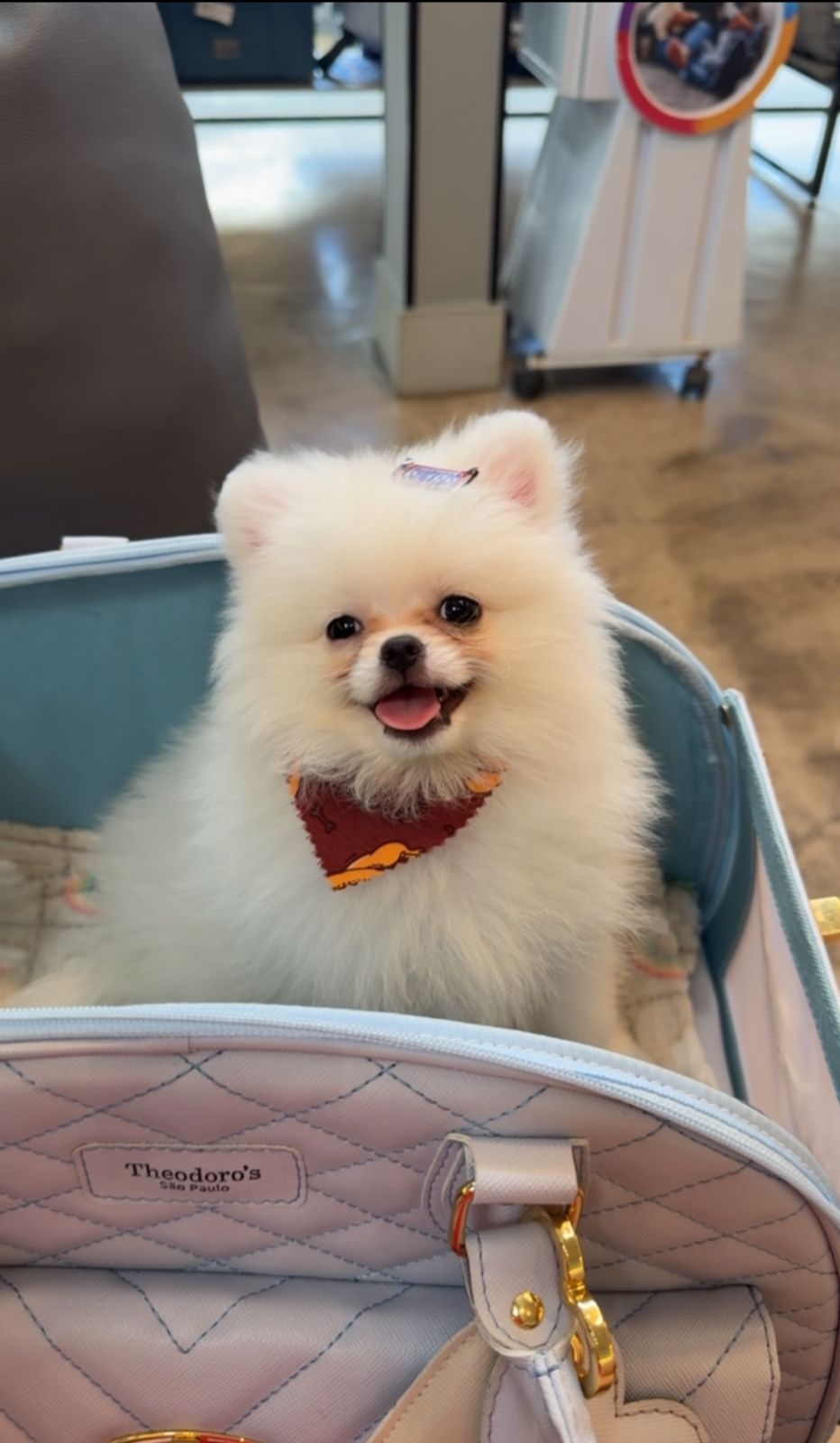 Foto do Cão